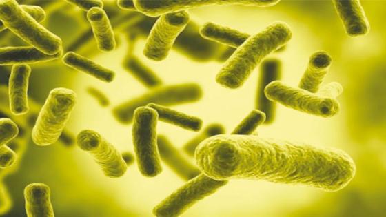 استهداف سلالات بكتيريا إي كولاي.. مفتاح جديد للحد من مخاطر سرطانات الأمعاء والمثانة