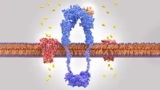 مقاومة الإنسولين وعلاقتها بتضيق الصمام الأبهر: نتائج دراسة حديثة وآفاق علاجية جديدة